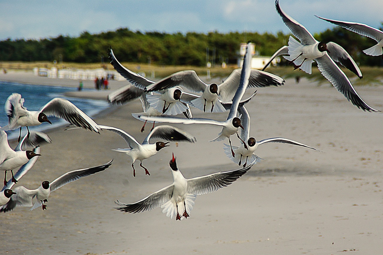 black-headed-gulls-361142_1280.jpg