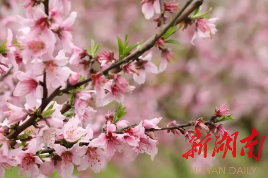 桃乡花海“抖”起来——2022中国·炎陵线上桃花旅游节3月23日启动