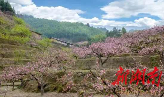 桃乡花海“抖”起来——2022中国·炎陵线上桃花旅游节3月23日启动